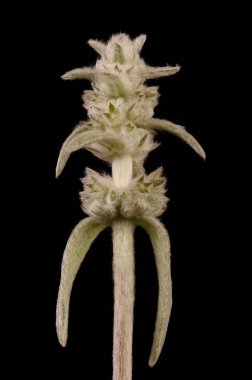 Lamb & apos; s-Ear (Stachys byzantina). Inflorescence Detay Kapatma