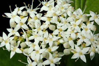 Beyaz Dogwood (Swida alba). Enfeksiyon. Yakın çekim.