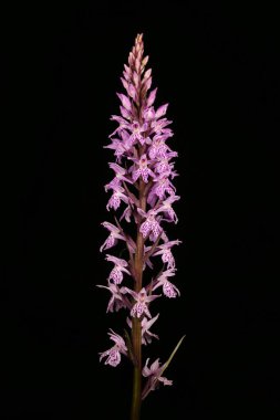 Benekli Orkide (Dactylorhiza fuchsii). Enfeksiyon. Yakın çekim.