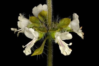 Basil (Ocimum bazilika). Inflorescence Detay Kapatma