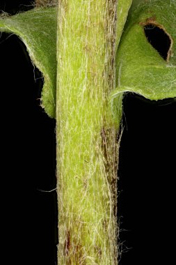 Meadow Fleabane (Inula britannica). Kök Yakın Çekim
