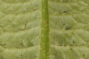 Wild Teasel (Dipsacus fullonum). Yaprak Ayrıntısı Kapatma
