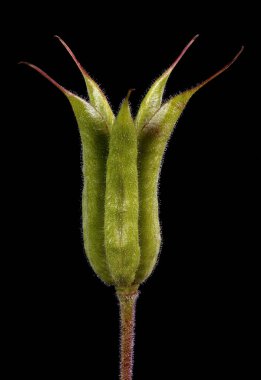 Columbine (Aquilegia x hybrida). Genç Meyve Kapanışı
