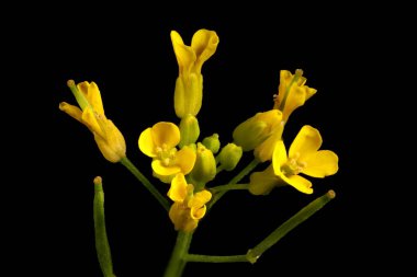 Treacle-Mustard (Erysimum cheiranthoides). Inflorescence Detay Kapatma