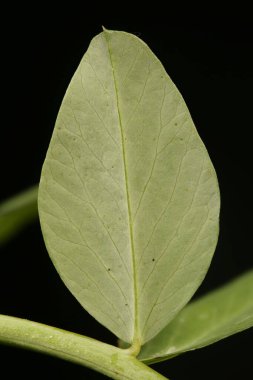 Bahçe Bezelyesi (Pisum sativum). Broşür Kapanışı
