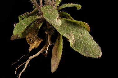 Thale Cress (Arabidopsis thaliana) Yaprak Rosette Kapanışı