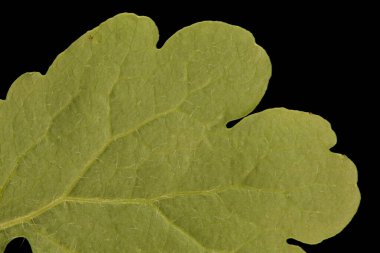 Daha büyük Celandine (Chelidonium majus). Yaprak Ayrıntısı Kapatma