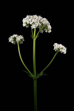 Valerian (Valeriana officinalis). Enfeksiyon. Yakın çekim.