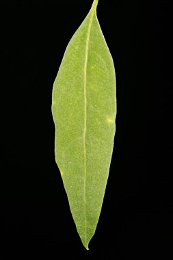 Orache (Atriplex patula). Yaprak Kapanışı