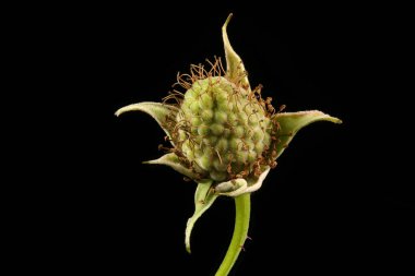 Ahududu (Rubus idaeus). Genç Meyve Kapanışı