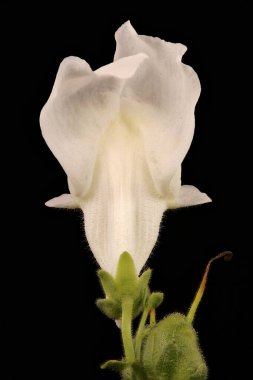Aslanağzı (Antirrhinum majus). Çiçek Kapanışı
