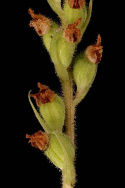 Sürünen Lady & apos; s-Tresses (Goodyera tövbe ediyor). İnfructescence Detay Kapanış