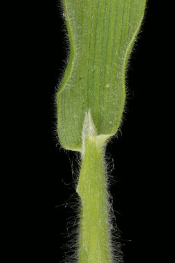 Hare & apos; 's Tail (Lagurus ovatus). Ligule Kapanışı