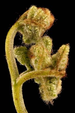 Bracken (Pteridium aquilinum). Fiddlehead Kapanış