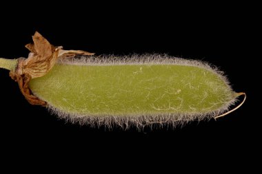 Bahçe Lupin (Lupinus polyphyllus). Olgunlaşmamış Meyve Kapanışı