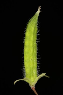 Düz Sarı Sorrel (Oxalis stricta). Genç Meyve Kapanışı