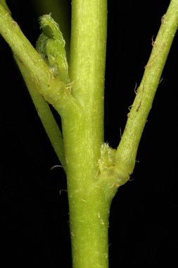 Düz Sarı Sorrel (Oxalis stricta). Kök Yakın Çekim