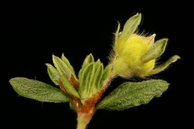 Davurian Cinquefoil (Dasiphora glabrata). Çiçekli Bud Kapanış