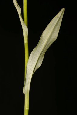 Benekli Orkide (Dactylorhiza fuchsii). Yapraklar Kapalı