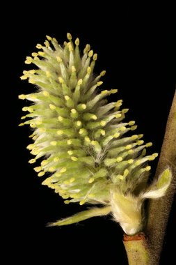 Keçi Söğüdü (Salix caprea). Kadın Enfeksiyonu. Yakın çekim.