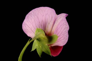 Bahçe Bezelyesi (Pisum sativum). Çiçek Kapanışı