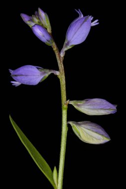 Yaygın Milkwort (Polygala vulgaris). Enfeksiyon. Yakın çekim.