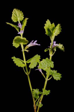 Ground Ivy (Glechoma hederacea). Alışkanlık