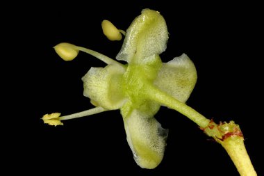 Fortune & apos; 's Spindle (Euonymus fortune). Çiçek Kapanışı
