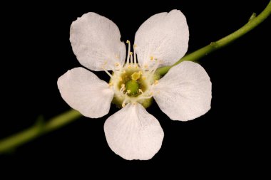 Kuş kirazı (Prunus padus). Çiçek Kapanışı