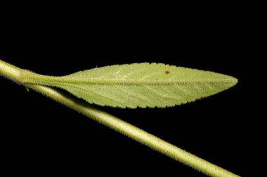 Çivili Speedwell (Veronica Spicata). Yaprak Kapanışı