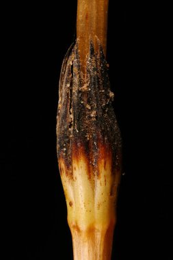 At kuyruğu (Equisetum arvense). Yaprak Kapağı Kapanışı