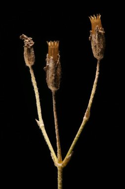 Yazın Kırım karı (Cerastium biebersteinii). İnfructescence Yakın çekim