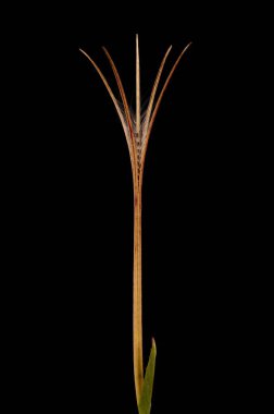 Marsh Willowhere (Epilobium palustre). Meyve Kapanışı