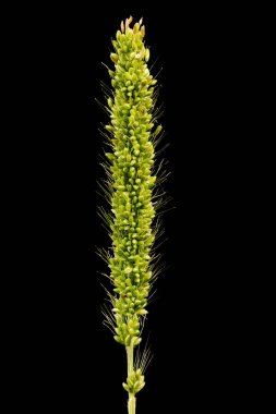 Green Bristle Grass (Setaria viridis). Enfeksiyon. Yakın çekim.