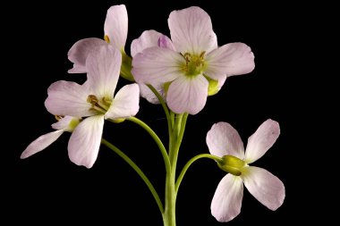 Karabuğday (Cardamine pratensis). Inflorescence Detay Kapatma