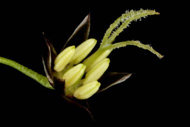 Kıllı Woodrush (Luzula pilosa). Çiçek Kapanışı