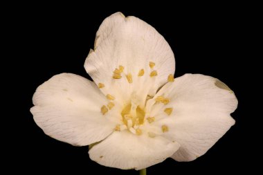 Alaycı Turuncu (the Mock-Orange). Çiçek Kapanışı