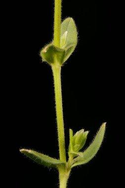Fare kulaklı (Cerastium fontanum). Kök ve Yapraklar Kapalı