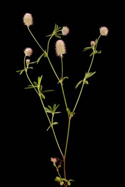 Hare & apos; s-Foot Clover (Trifolium arvense). Alışkanlık
