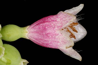 Snowberry (Symphoricarpos albus). Çiçek Kapanışı