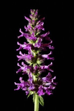 Betony (Stachys officinalis). Enfeksiyon. Yakın çekim.
