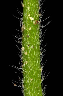Field Forget-Me-Not (Myosotis arvensis). Kök Yakın Çekim