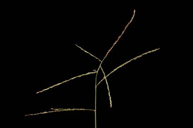 Pürüzsüz Parmak Çimi (Digitaria ischaemum). Enfeksiyon. Yakın çekim.