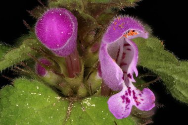 Kesik Yaprak Ölü Nettle (Lamium purpureum). Çiçek ve Çiçek Tomurcukları Yakın plan