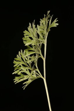 Wormwood (Artemisia absinthium). Yaprak Kapanışı