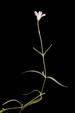 Yazın Kırım karı (Cerastium biebersteinii). Alışkanlık