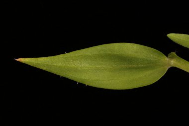Kızıl Flax (Linum grandiflorum). Yaprak Kapanışı