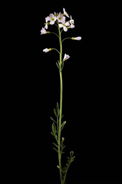 Karabuğday (Cardamine pratensis). Alışkanlık