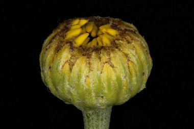 Sarı papatya (Cota tinctoria). Genç Capitulum Kapanış