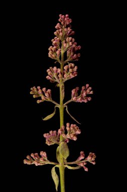 Leylak (şırınga vulgaris). Genç Infloresans Detay Kapanışı